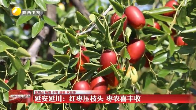 【在希望的田野上】延安延川：红枣压枝头 枣农喜丰收