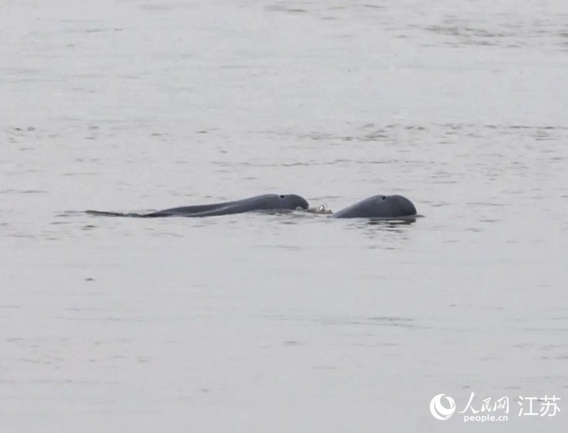 在南京长江新济洲国家湿地公园拍到的江豚。人民网记者 王丹丹摄