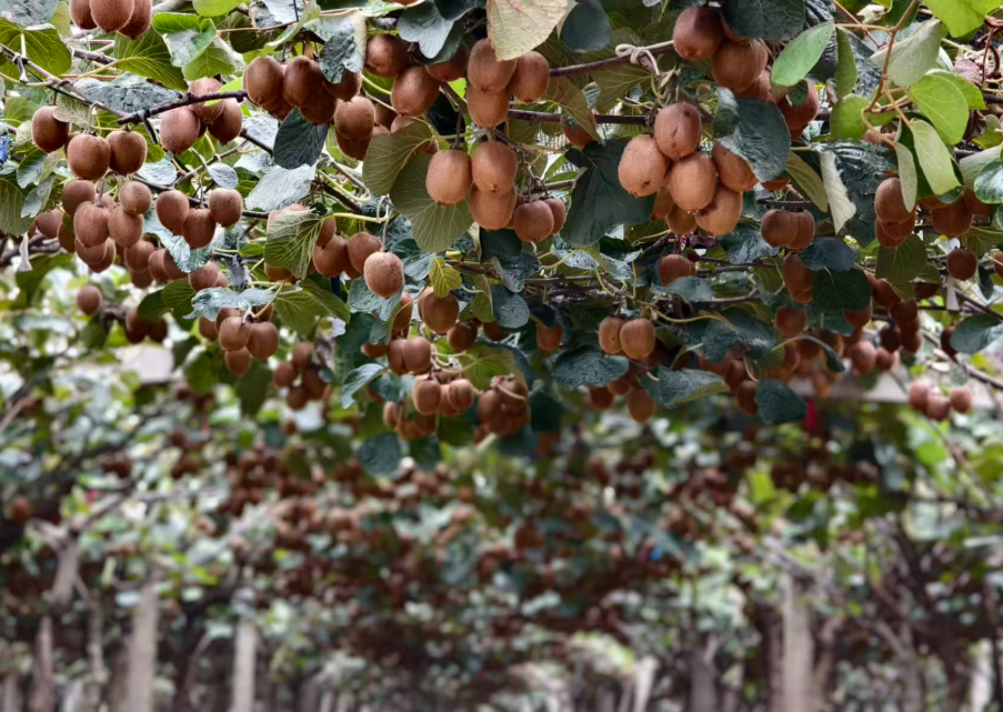 正在上传... 92f0f3fa5e479ef579259327bc68d1c2.png