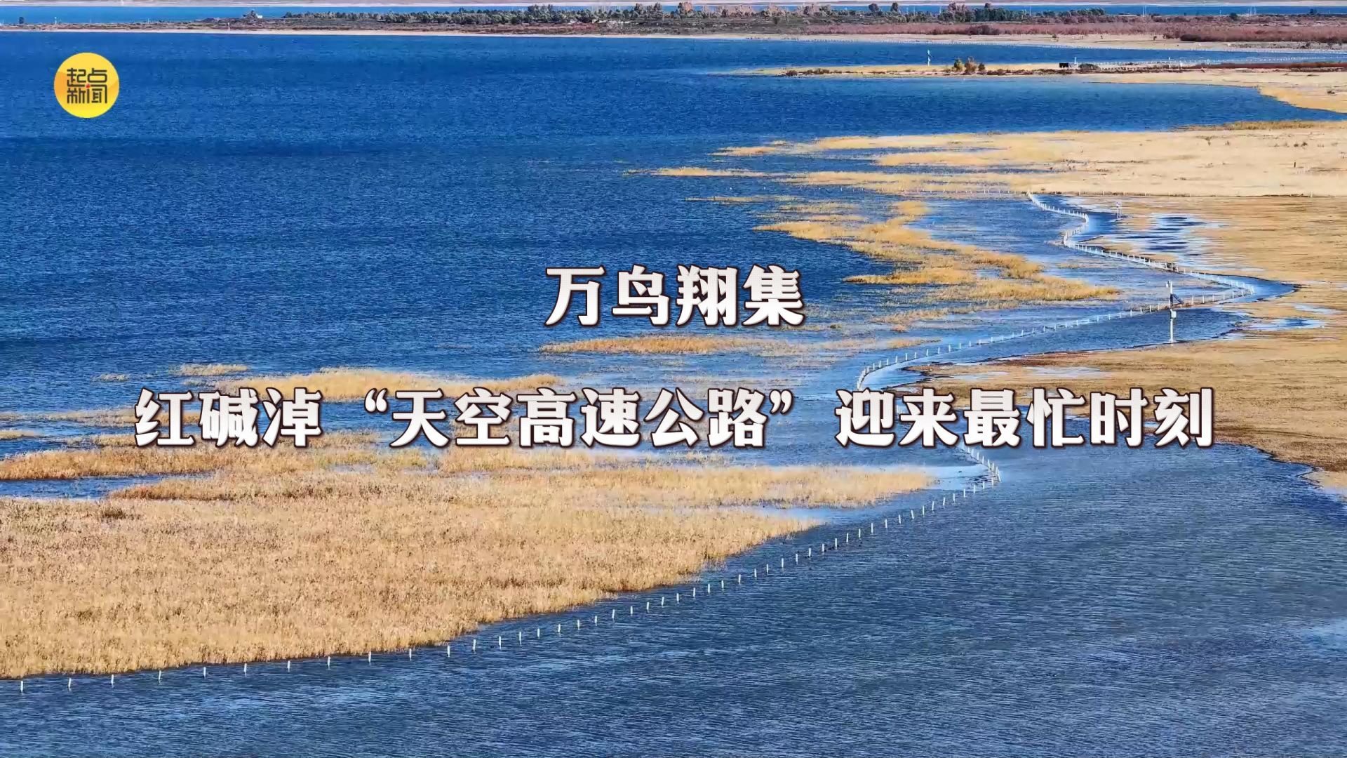 陕西：万鸟翔集 红碱淖“天空高速公路”迎来最忙时刻