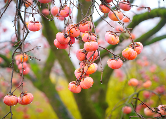 正在上传... e2d9448402d44d23b3a57202b18edf14.png