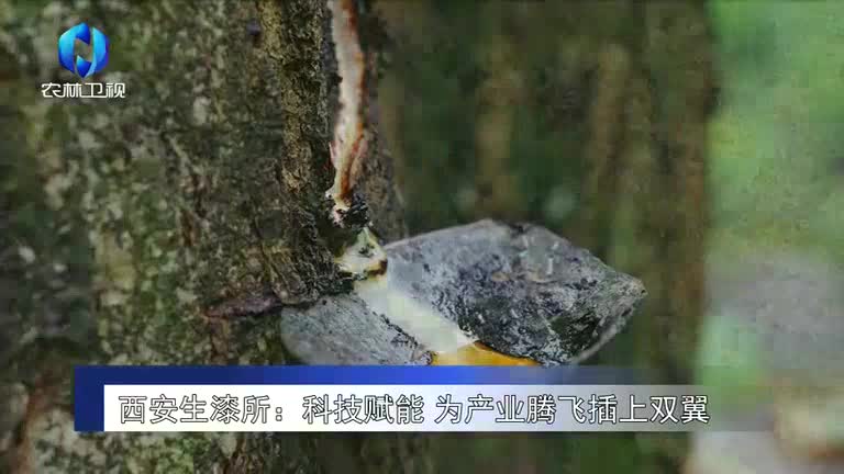 农村大市场 (2025-11-09)