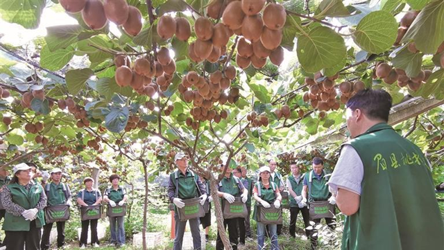 眉县桃把式“剪”出好日子