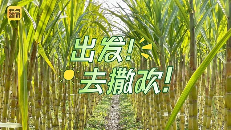 西安周至藏了个“蔗里甜”！一秒解锁“乡村甜蜜微旅行”