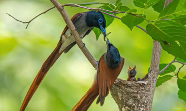 陕西全面保护鸟类和专项打击行动取得明显成效