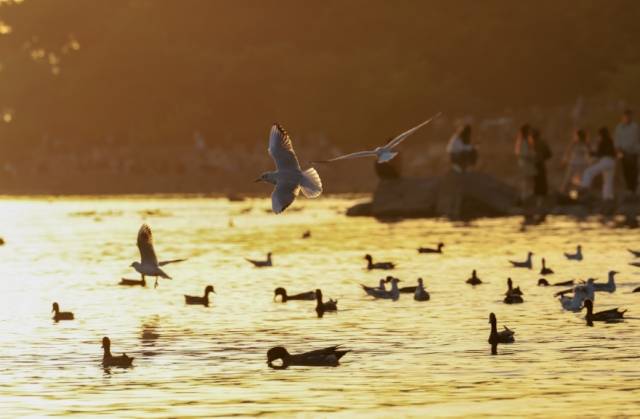 深圳，日落时分，大批黑脸琵鹭、斑嘴鸭、反嘴鹬等越冬候鸟陆续抵达深圳湾畔。