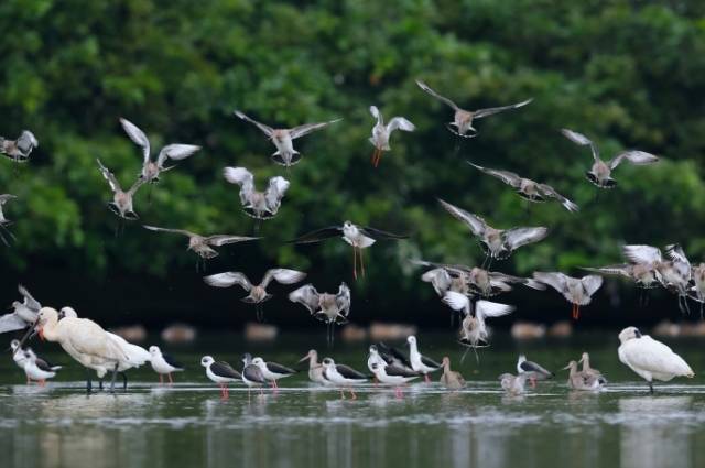 广东湿地是候鸟栖息天堂。 图源：广东省林业局