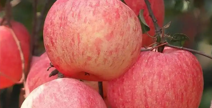 把论文写在苹果上