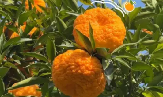 旬阳狮头柑：“苦后回甘”的健康果、致富果