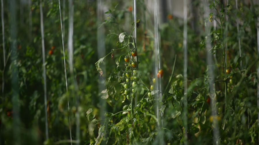 宝藏农旅打卡地+1！ 陕西这处窑洞顶竟藏着一片开心农场