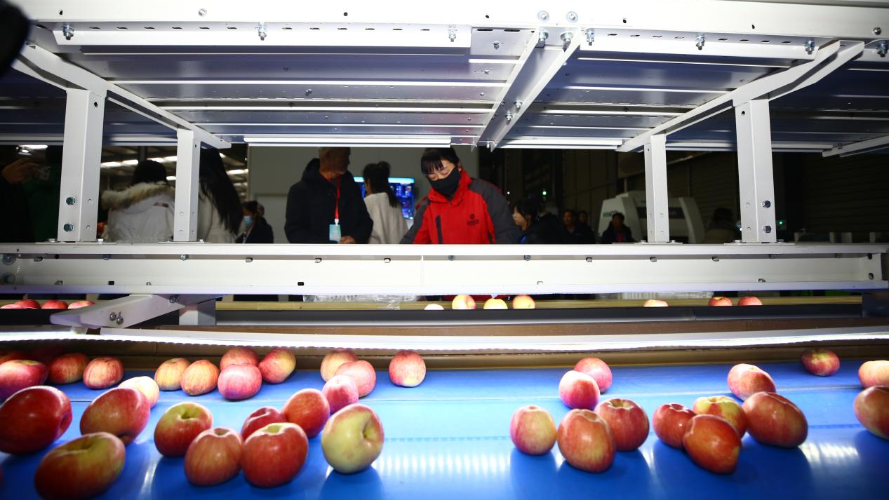 咬一口“脆” 尝一口“甜” 饮一杯“醉” 长武苹果“链”上新生