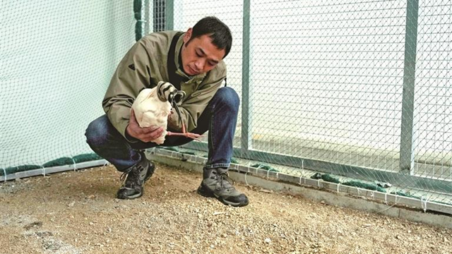 李夏：秦岭山中“护鹮人”