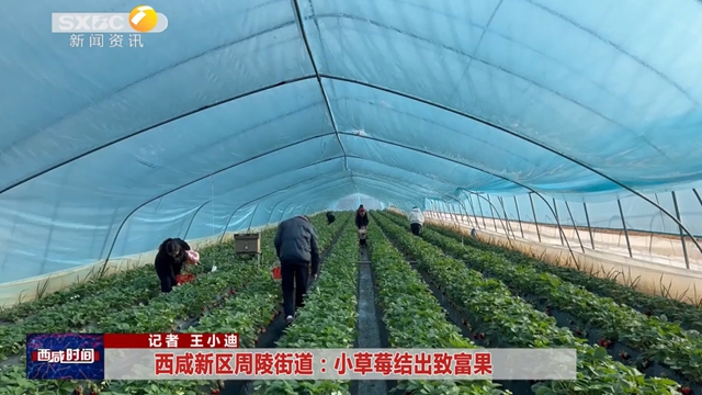 西咸新区周陵街道：小草莓结出致富果