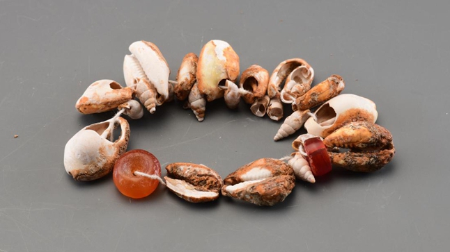 陕西清涧商代寨沟遗址惊现印度洋海贝 揭秘早期文明远程交流网络