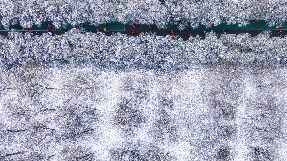 高清组图丨西安大明宫迎新跑：数千跑者雪中奔跑迎新年