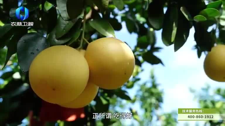 中国农资秀 (2026-01-02)