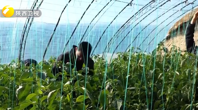 陕西：冬灌赋能冬管 夯实丰产基础