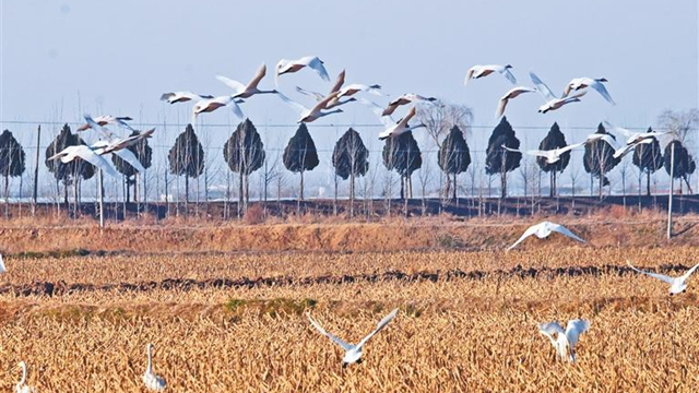 冬日里的“天鹅舞曲”