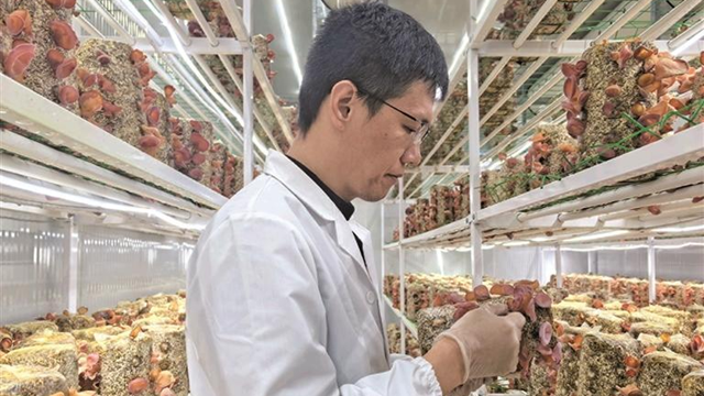 木耳住进“科技房”