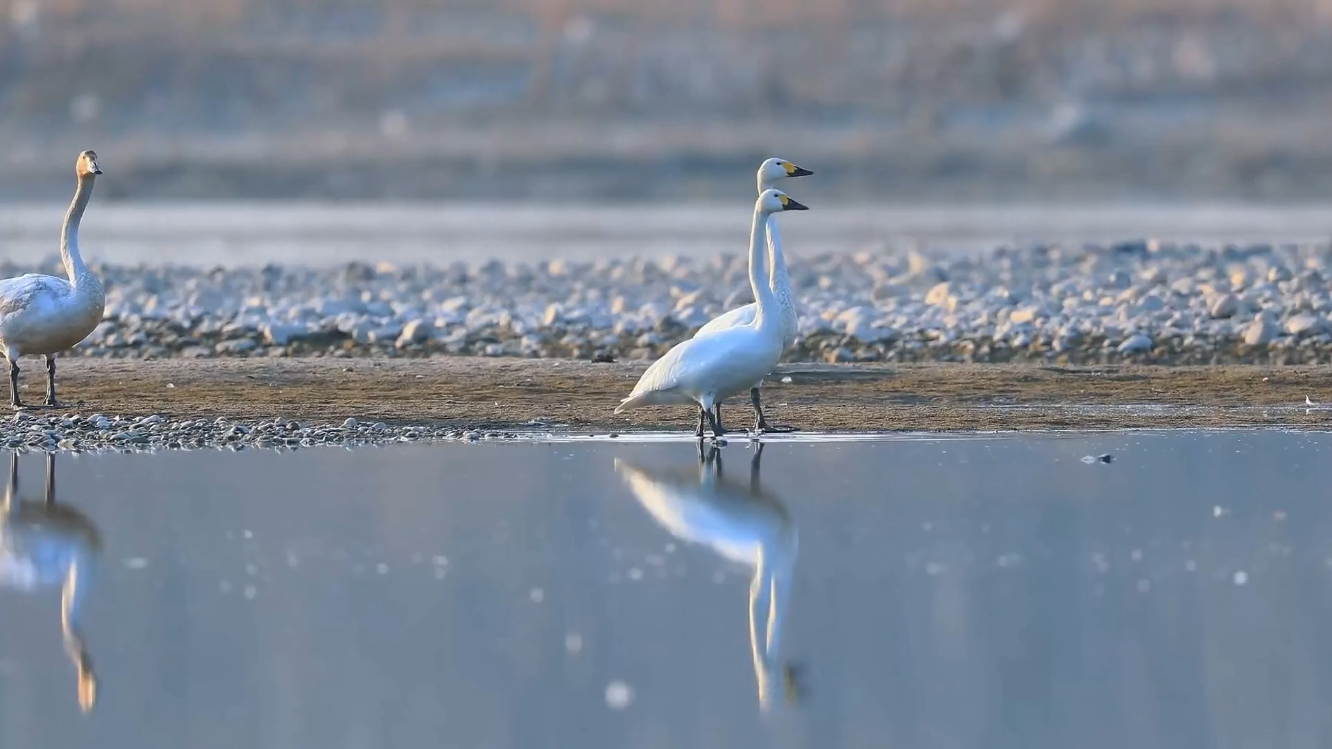 生态颜值拉满！汉江洋县段迎来候鸟迁徙高峰