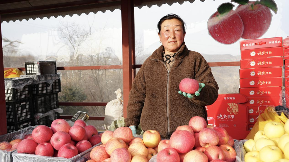 新春走基层丨从“靠天吃饭”到“知天而作” 黄土高原上的“金果果”铺就振兴路
