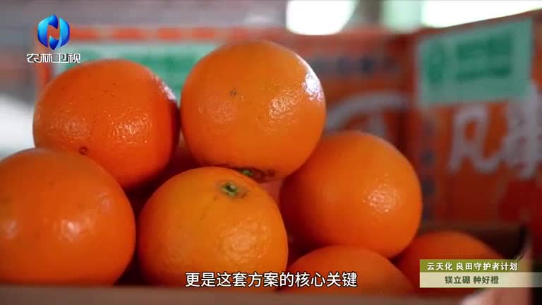 中国农资秀（2026-02-12）