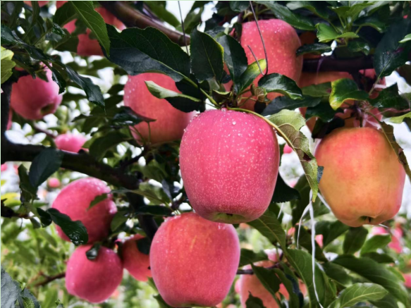 正在上传... f8920f4273df206e3f381d5d751ba3ad.png