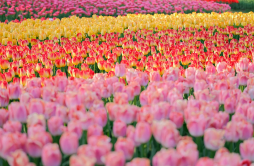 正在上传... c4040cd5b0a80e0c787dba323970db09.png