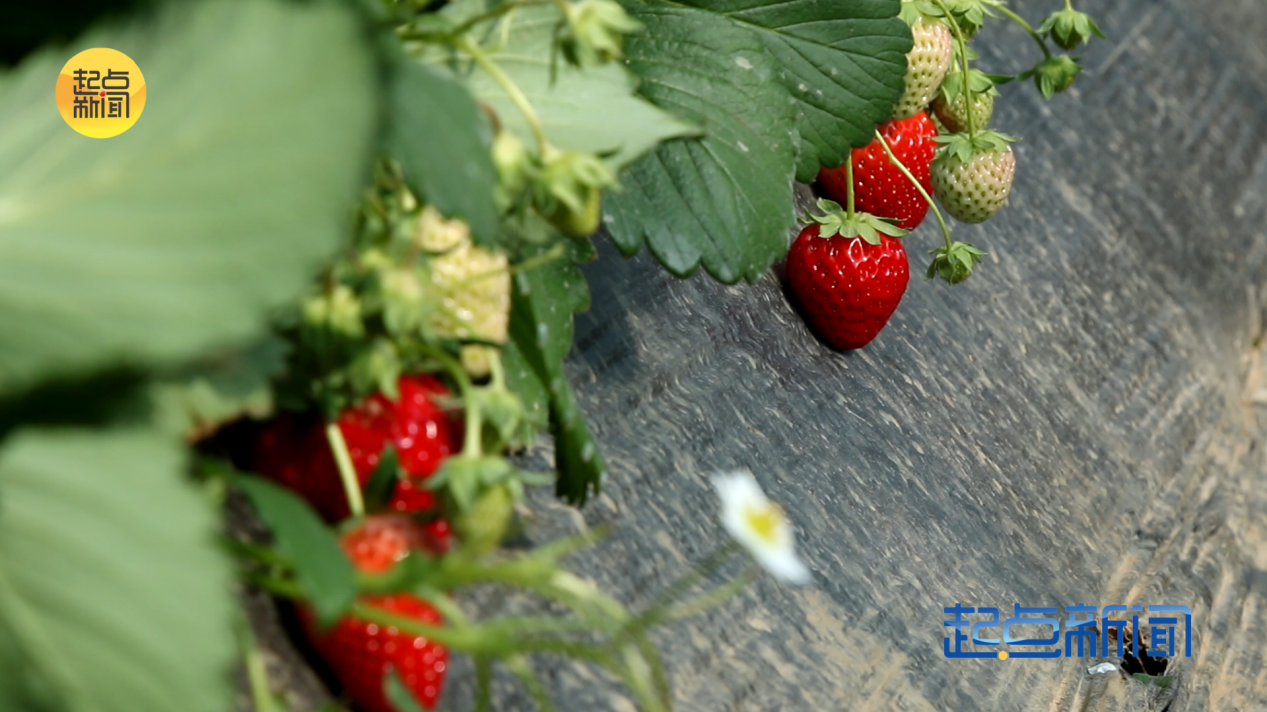 正在上传... e2477ff9bd4e63a709b54aced98a4494.png