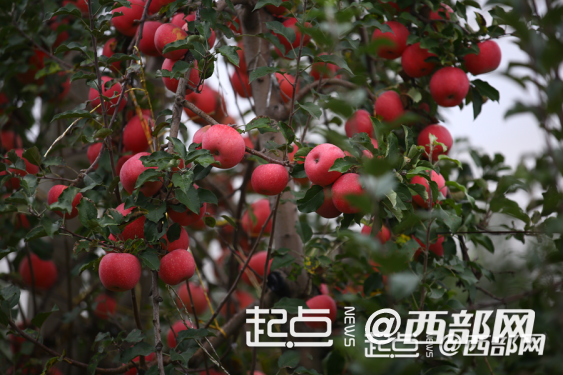 正在上传... 5c6b8c59de249698aeba00001e4c7793.png