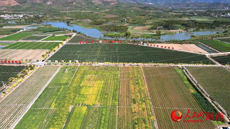 海南大学南繁基地。人民网记者 孟凡盛摄 海南大学南繁基地。人民网记者 孟凡盛摄