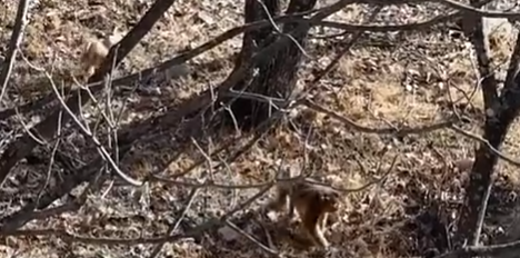 秦岭深处护林人 坚守换来“猴丁兴旺”