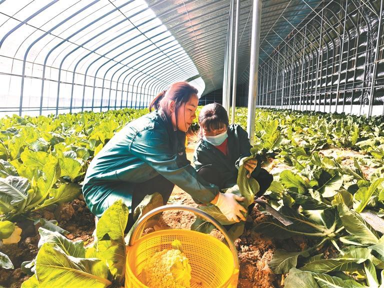 洛南：“菜园子”成群众增收“钱袋子”