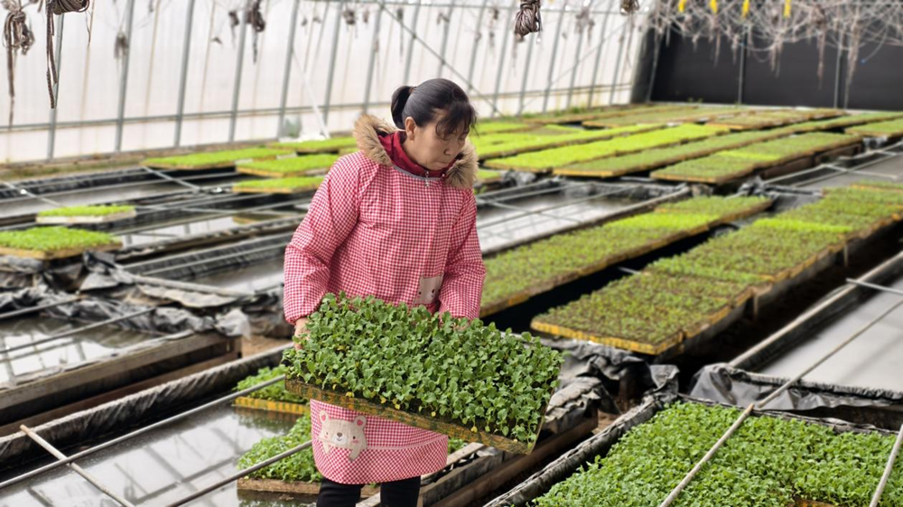 宝鸡太白县何以跻身“中国绿色生态蔬菜十强县”？