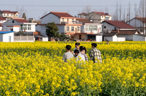 2026最美油菜花海汉中旅游文化节3月中旬启动，汉中市春季文旅活动精彩纷呈