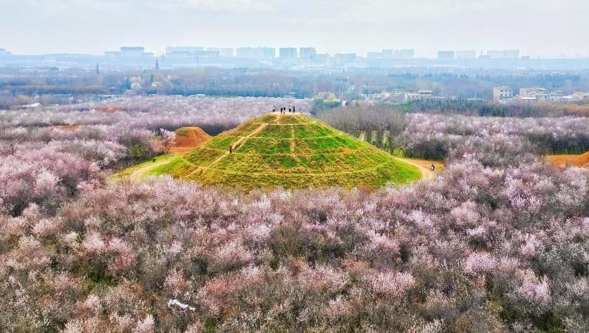发现｜西安市明秦王墓桃花林迎来最佳观赏期