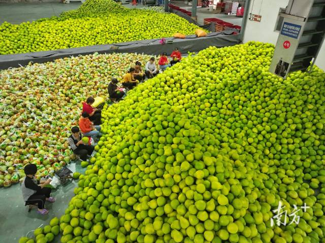 柚子分拣仓库内，工人正在打包柚子，准备发货。南方+记者 何森垚 摄