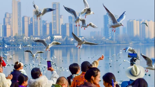 迁徙越冬的红嘴鸥数量逐年增加 今年返程时间提前了10天