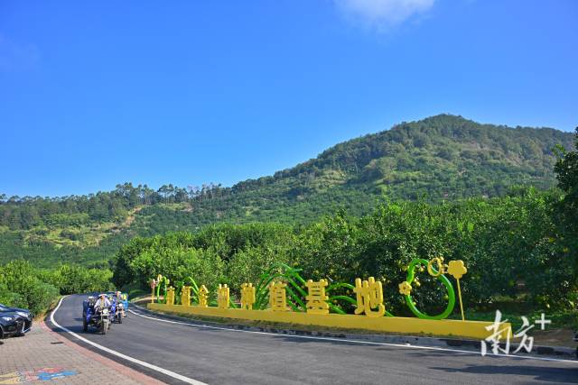 梅州市梅县区雁洋镇南福金柚种植基地。南方+记者 曾亮超 摄