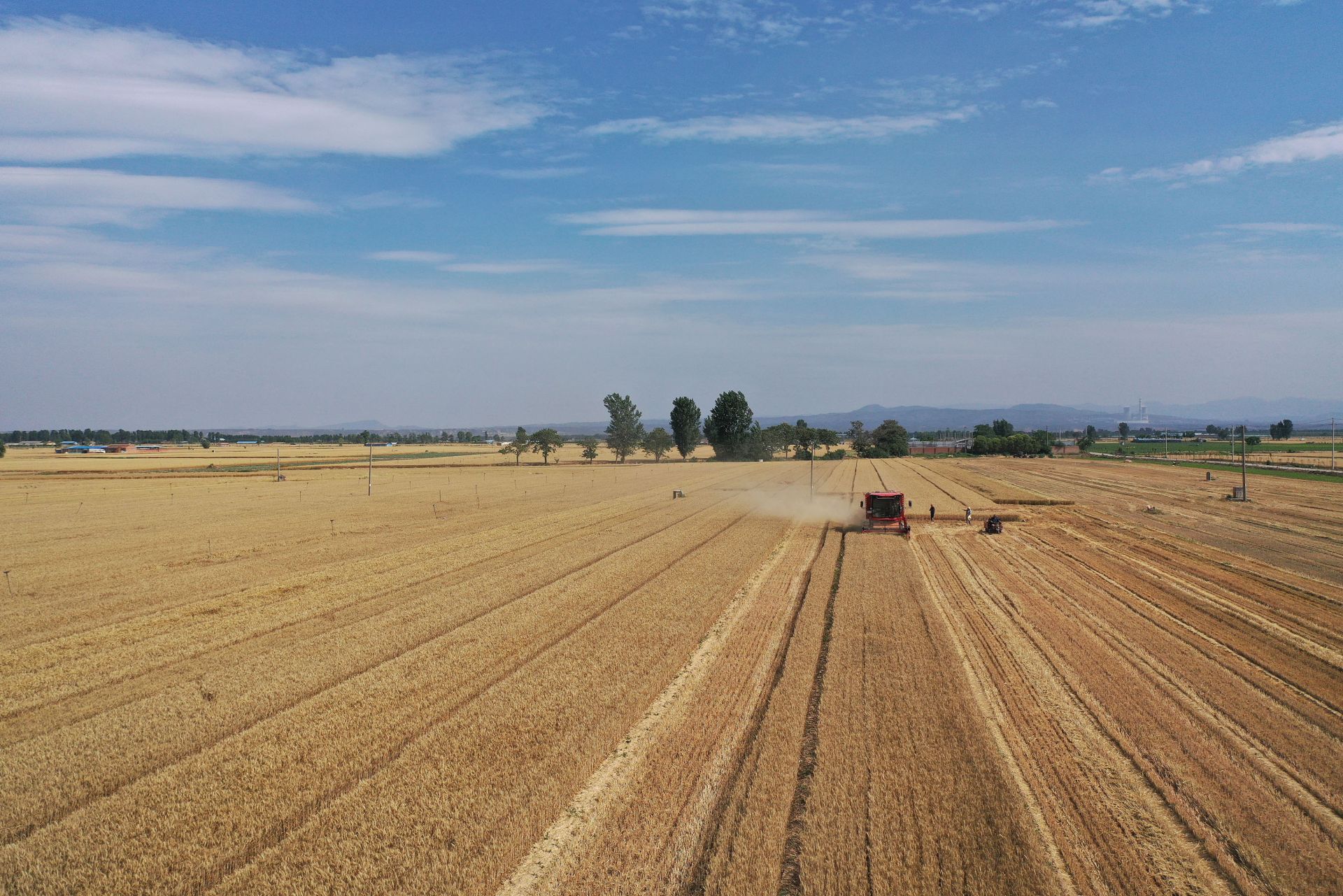 2025年6月3日,河南焦作,温县黄河街道滩王庄村农民驾驶收割机收获小麦。