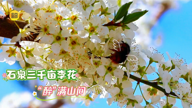 春风执笔绘新图｜石泉三千亩李花“醉”满山间
