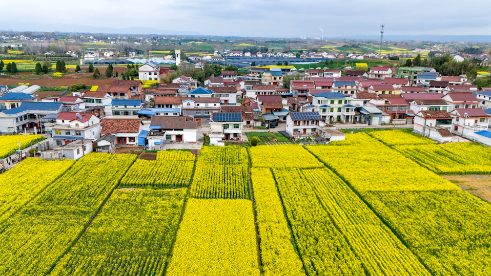 发现·春天里的陕西｜汉中汉台：金色花海绘春色 游人如织入画来