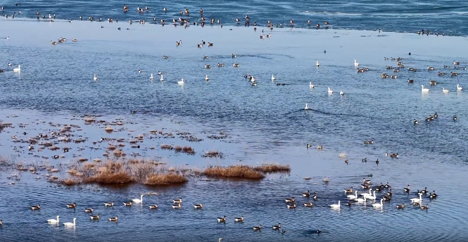 春天里的陕西｜春风执笔绘新图·陕北红碱淖迎来首批北迁候鸟 群鸟翔集绘就塞上生态画卷