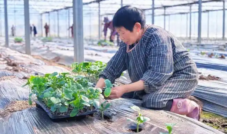 圣地沃野绘“丰”景