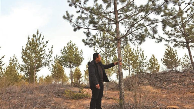 三秦松韵 绿富共生