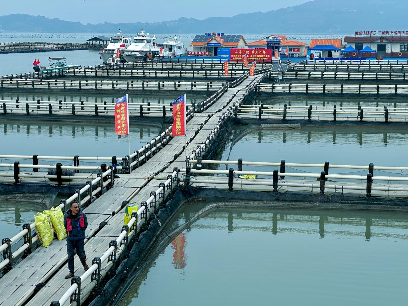 耕海牧渔白基湾:一条大黄鱼的竞速之旅 耕海牧渔白基湾:一条大黄鱼的竞速之旅