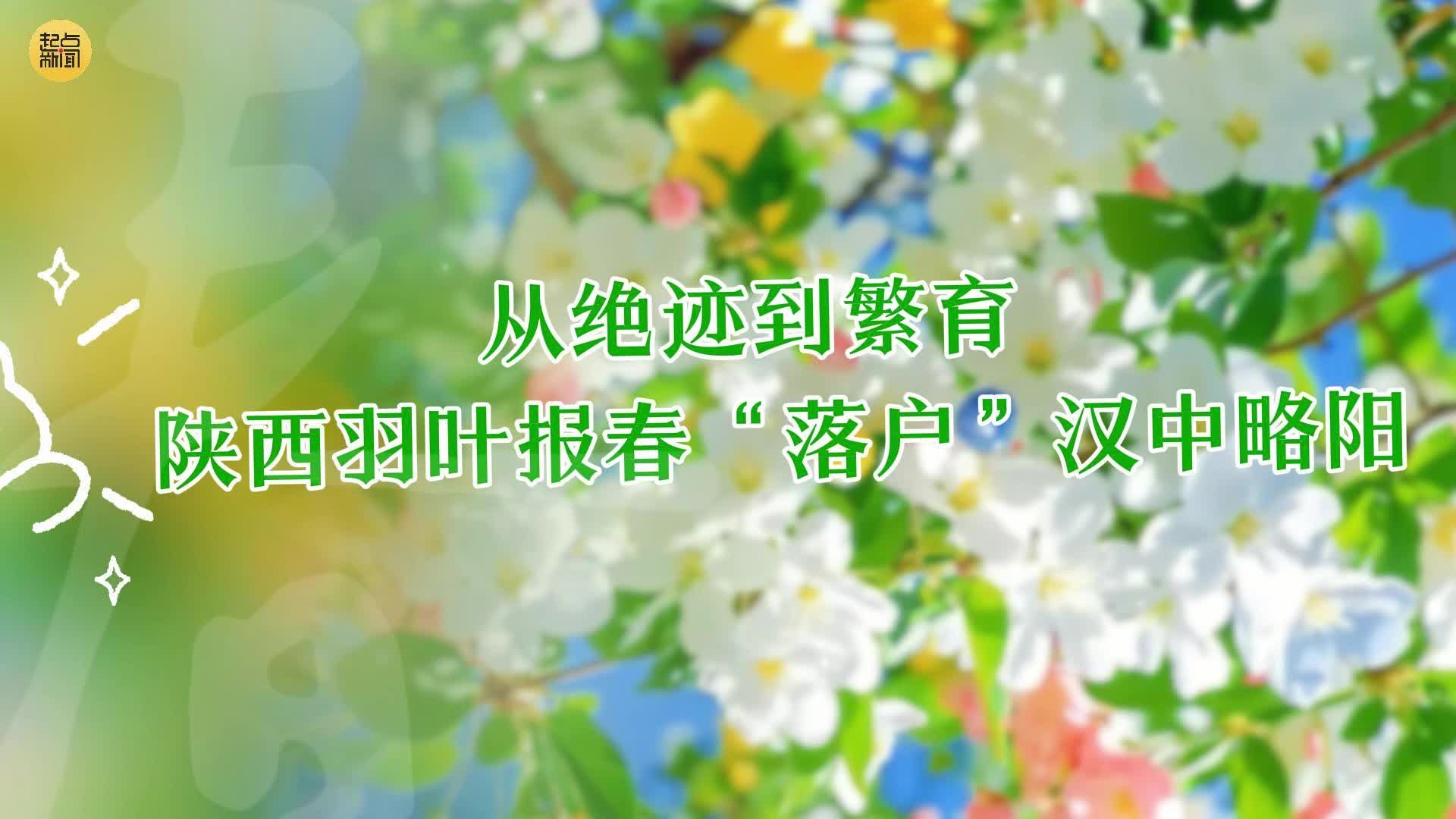 从绝迹到繁育 陕西羽叶报春“落户”汉中略阳