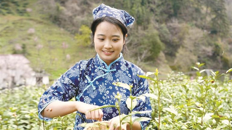 商洛茶香“醒”春山