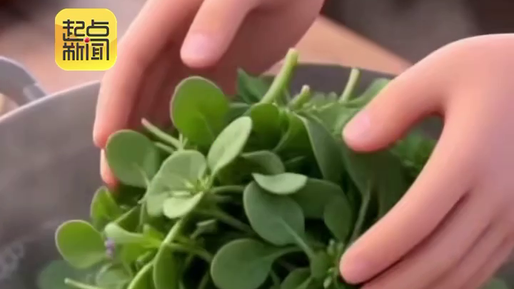 吃野菜前必看 小心结石和皮炎找上门