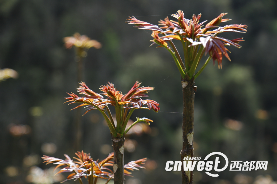 正在上传... 79913513021dd349400b177519cf76d4.png